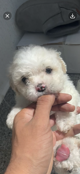 Maltipoo Dragalas