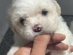 Maltipoo Dragalas