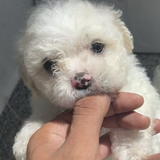 Maltipoo Dragalas