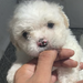 Maltipoo Dragalas